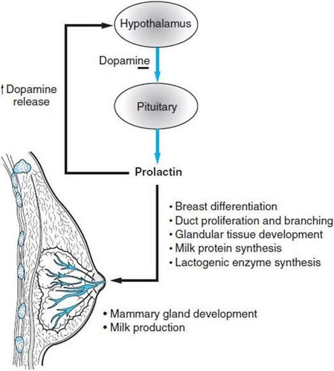 Prolactin hormone Regulation