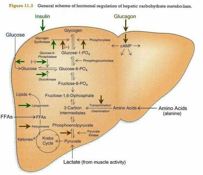 Hormonal Regulation - MEDizzy