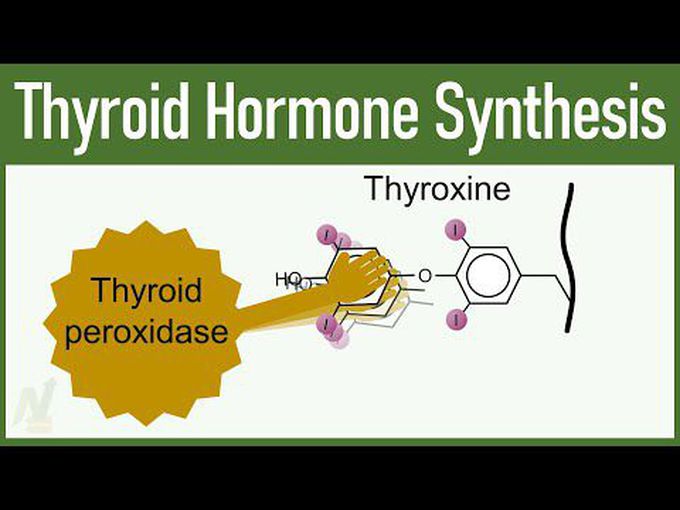 Synthesis of thyroid hormone- animation