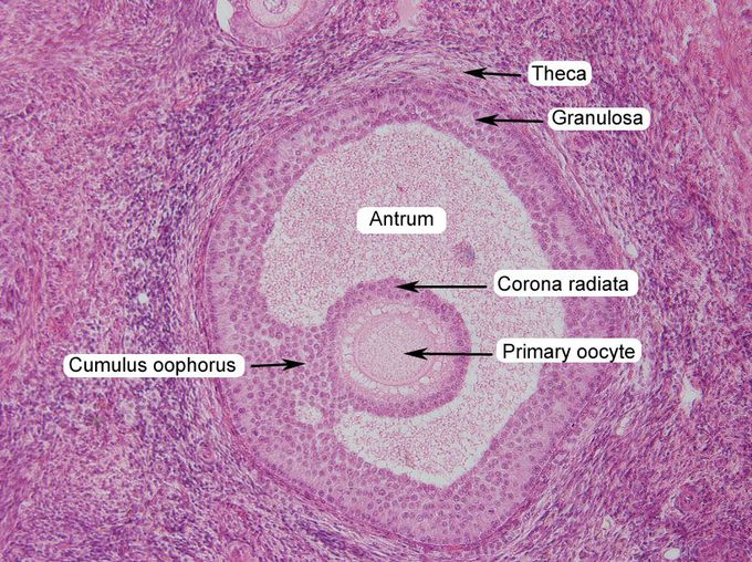 Transverse section of ovay