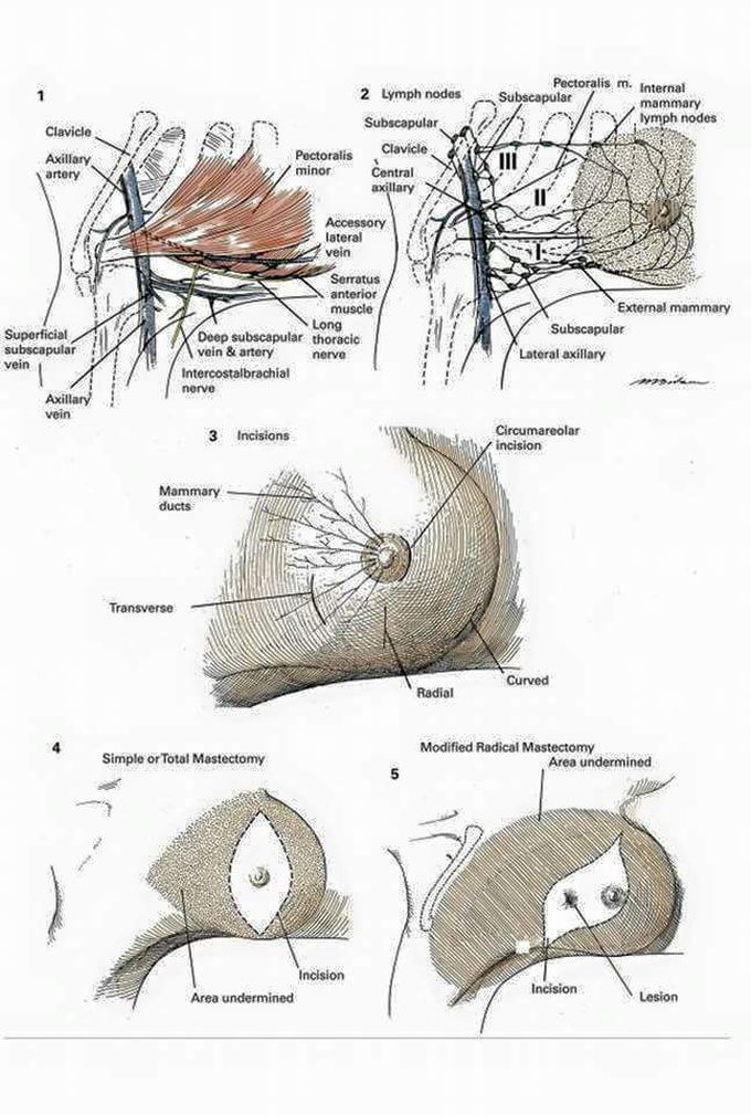 Breast Anatomy