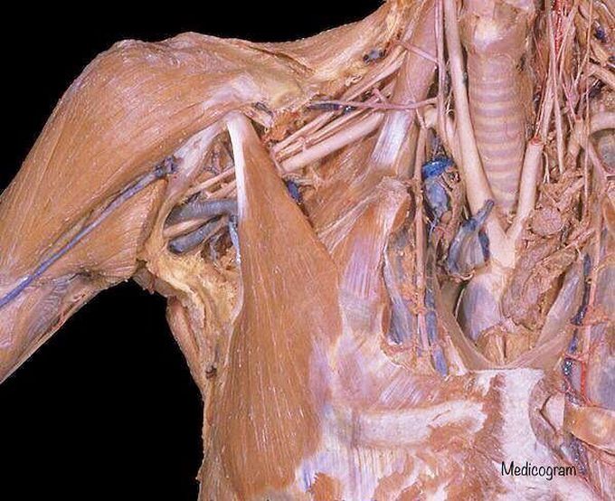 Dissection of the thorax