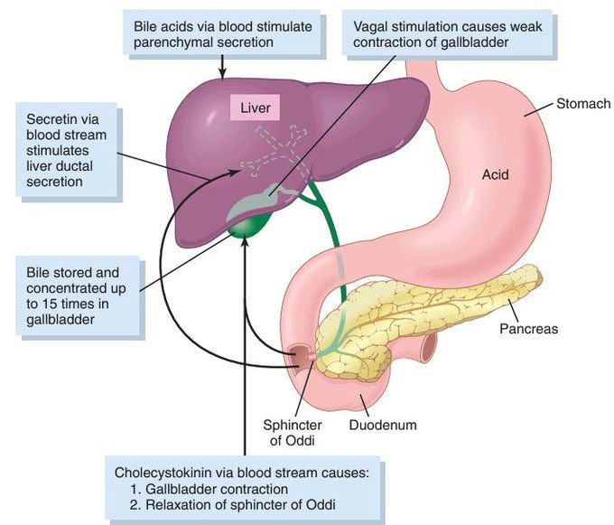 Liver secretion and gallbladder emptying