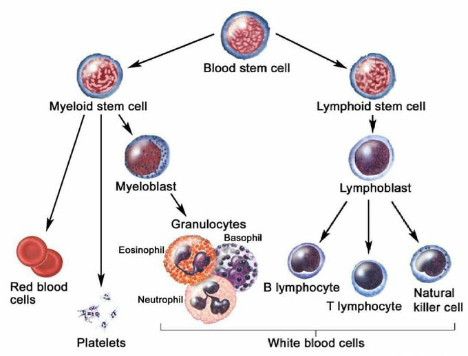 Blood cells