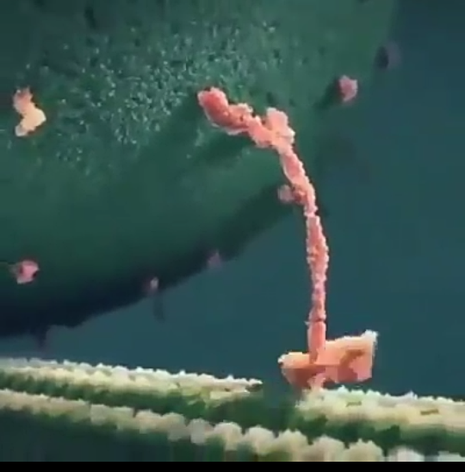 Myosin protein
