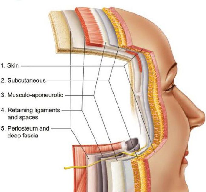 What are the four layers of facial muscles?