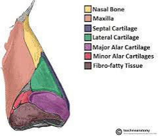 External nose bones