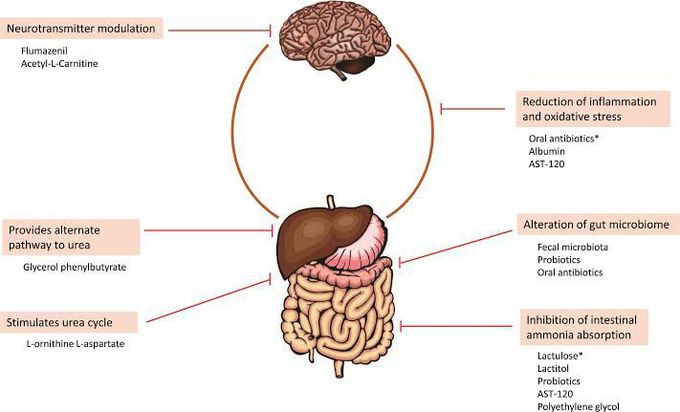 Hepatic encephalopathy