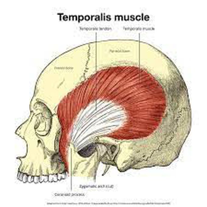 Temporalis muscle