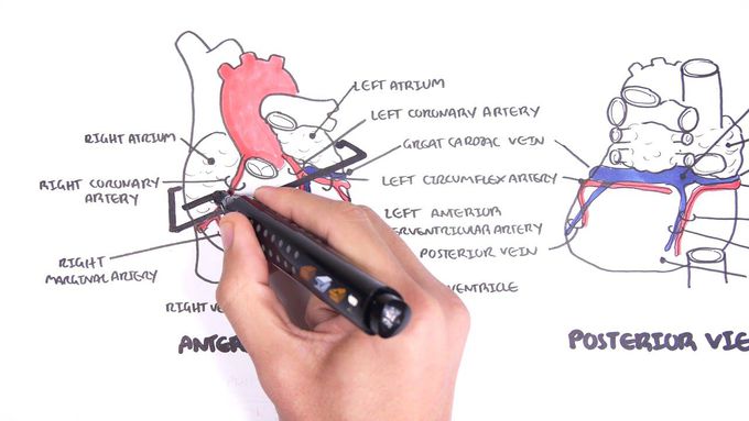 Clinical Anatomy  - Cardiac Coronary Vessels
