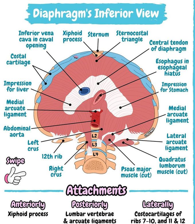 Diaphragm III