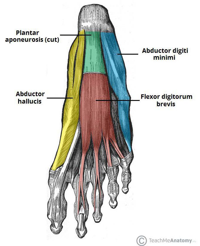 First Layer of Plantar Muscles
