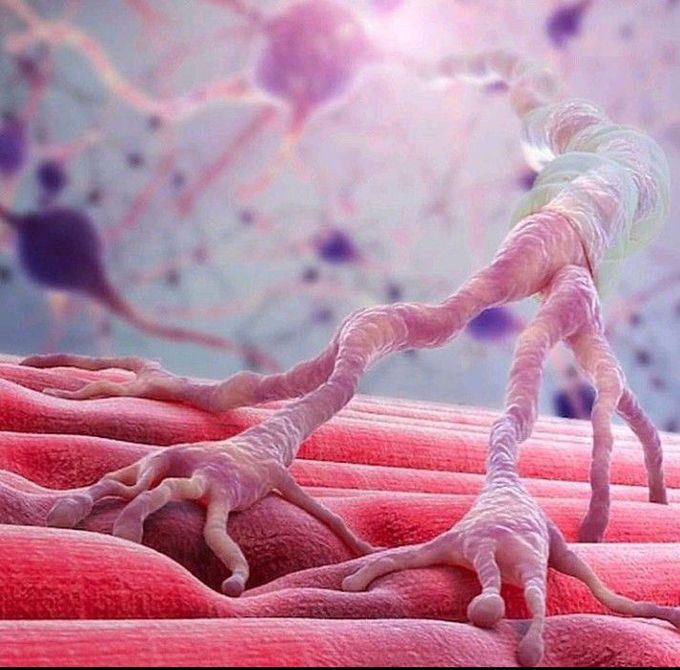 The neuromuscular junctiom