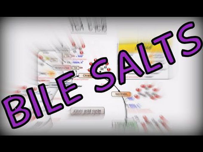 What are bile salts and bile acids?
