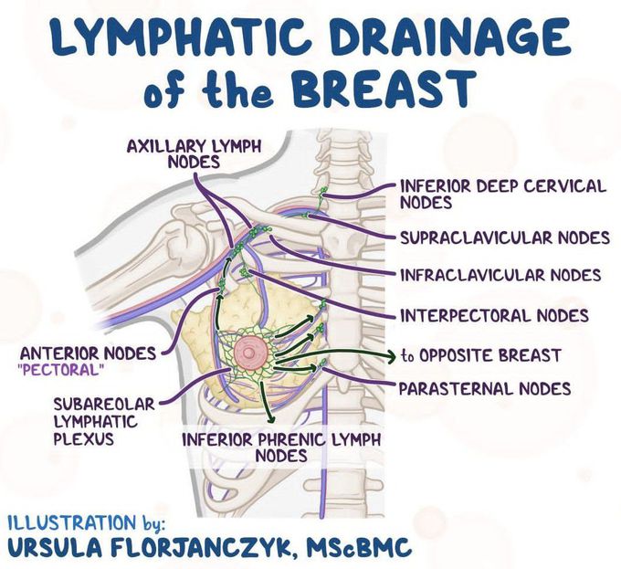 Lymphatic Drainage of Breast