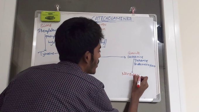 Catecholamines their synthesis and metabolism