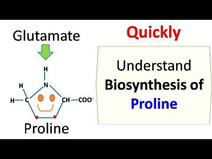 Basics of proline synthesis