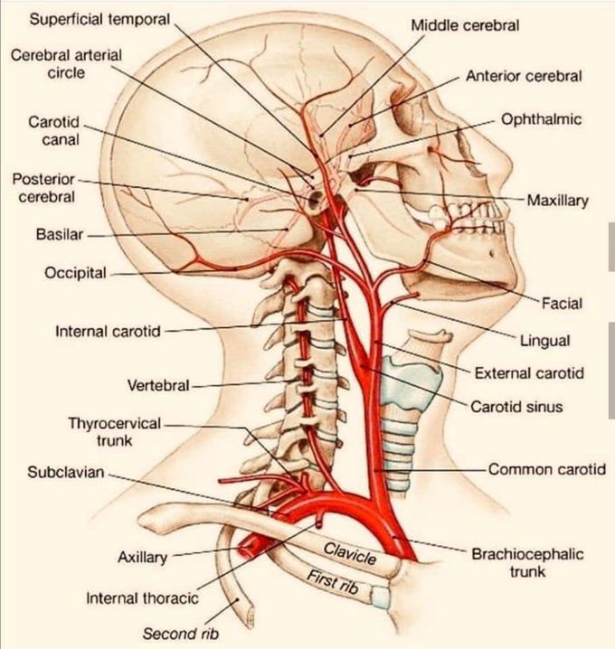 Face anatomical
