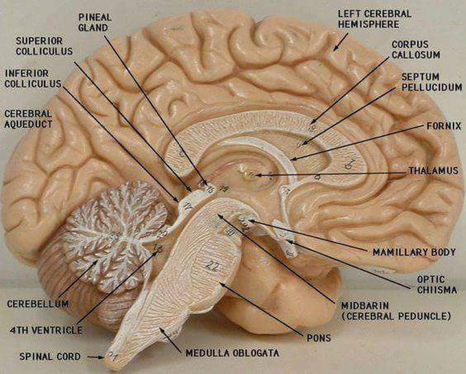 MEDIAL SURFACE OF THE BRAIN