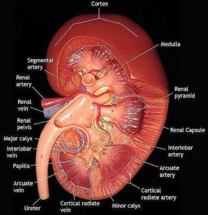 Anatomy of kidney