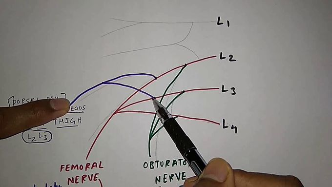How to draw lumbar plexus