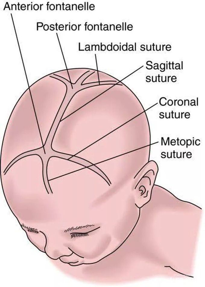 Childhood fontanelle and suture ❤️