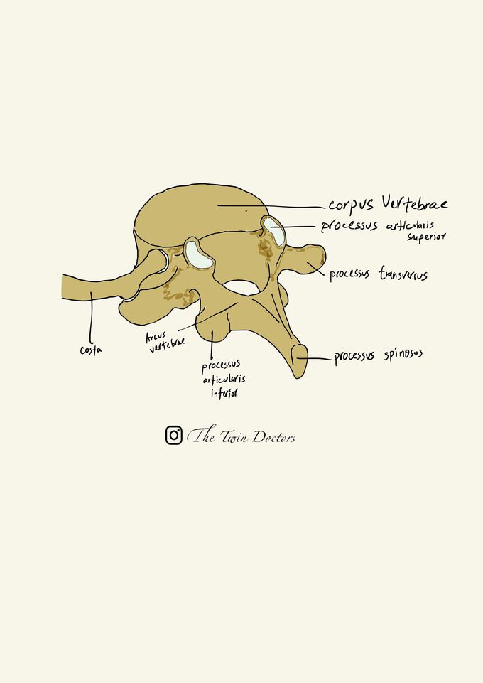 Bony components of a vertebra