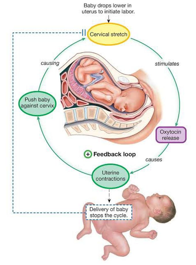 Oxytocin Function