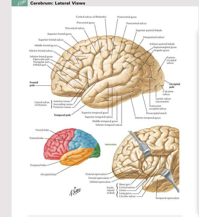 Cerebrum lateral view structure