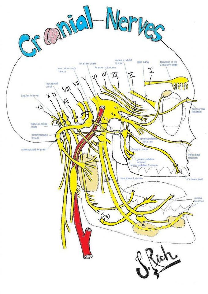 Cranial nerves