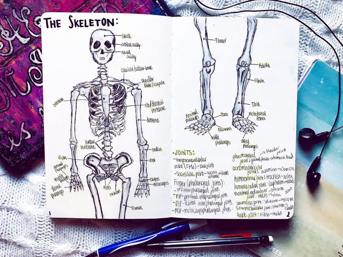 The Human Skeleton