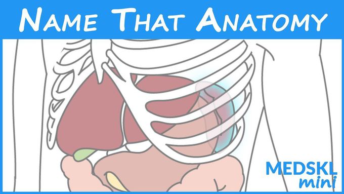 Name That Anatomy - Episode 158
