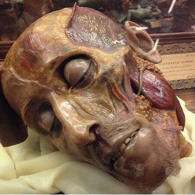 Facial gland and muscle