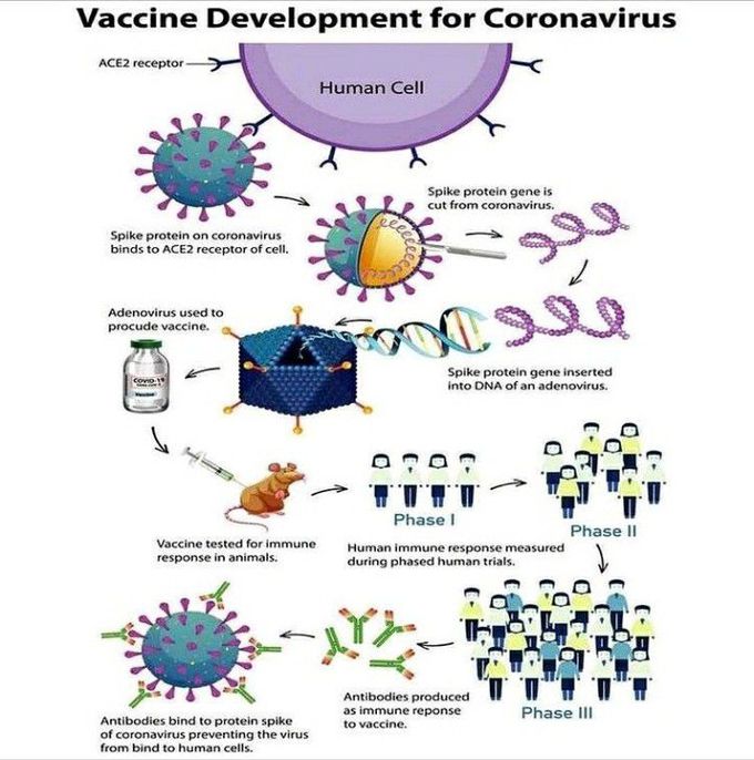 A large number of glycosylated S proteins cover the surface of SARS-CoV-2 and bind to the host cell receptor angiotensin-converting enzyme 2 (ACE2), mediating viral cell entry. When the S protein binds to the receptor, TM protease serine 2 (TMPRSS2), a type 2 TM serine protease located on the host cell membrane, promotes virus entry into the cell by activating the S protein. Once the virus enters the cell, the viral RNA is released, polyproteins are translated from the RNA genome, and replication and transcription of the viral RNA genome occur via protein cleavage and assembly of the replicase–transcriptase complex.