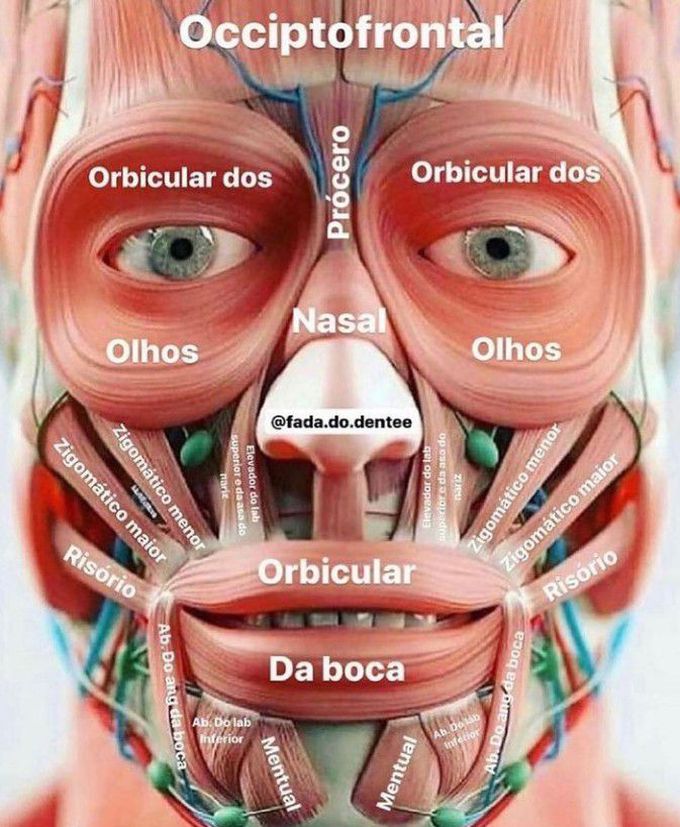 Muscles of the face