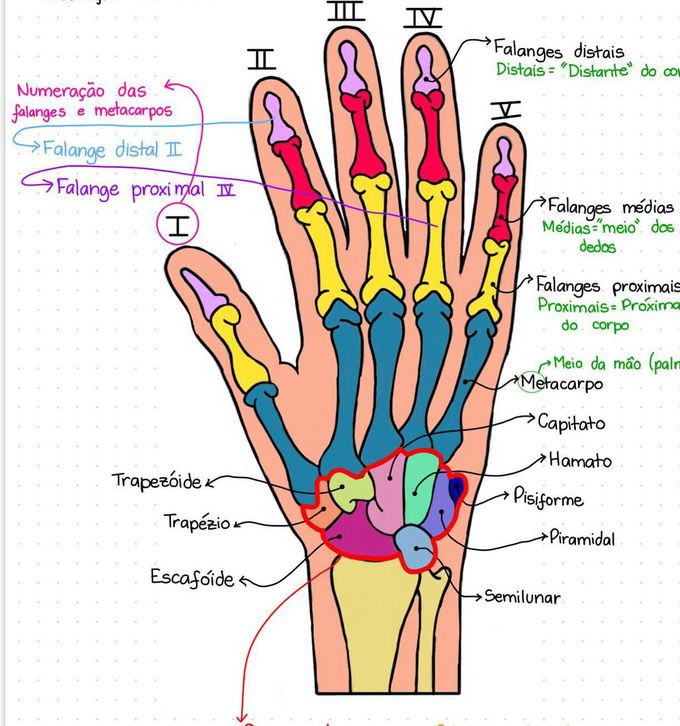 Bones of the hand