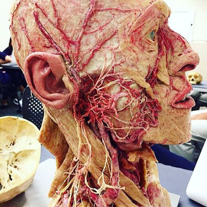 Anatomy