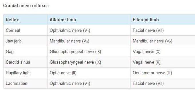 Cranial nerve reflexes