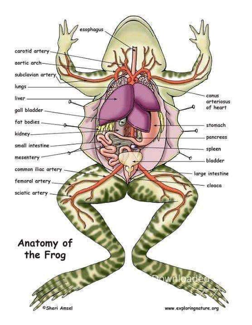 Frog dissection quizlet