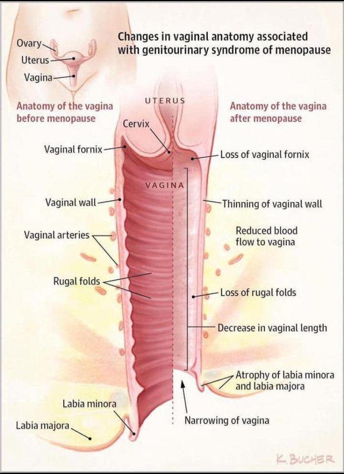 Why do my boobs hurt every month?, The Fornix