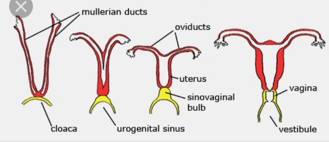 Embryonic formation of female reproductive  system..