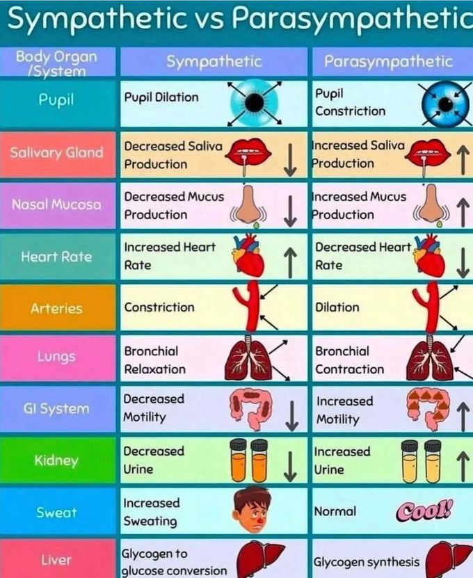 Sympathetic Vs Parasympathetic