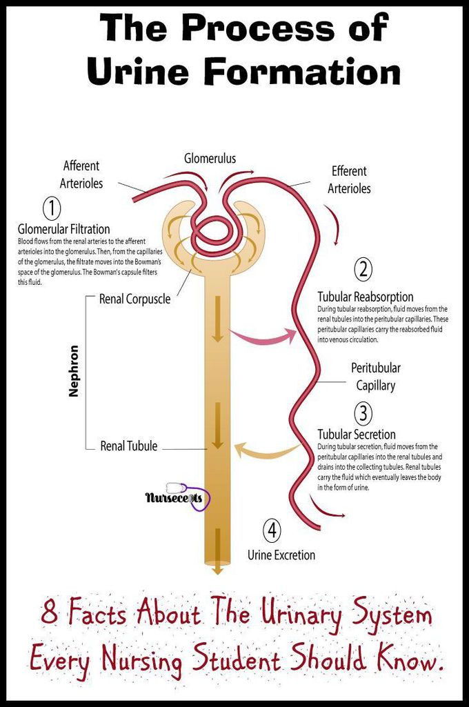 Process of urine formation - MEDizzy