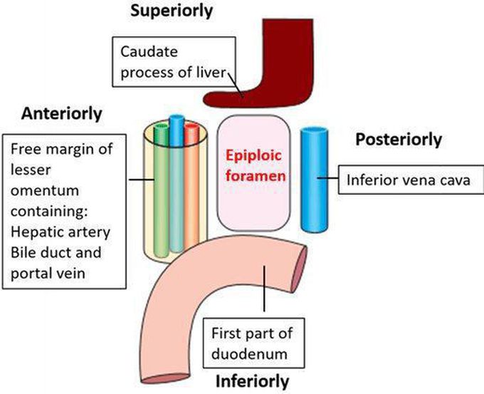 Epiploic foramen