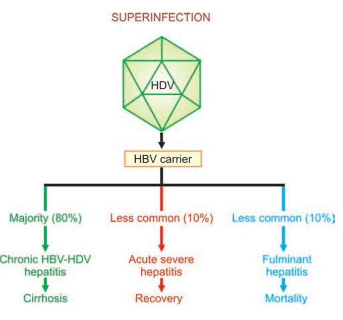 Superinfected hepatitis