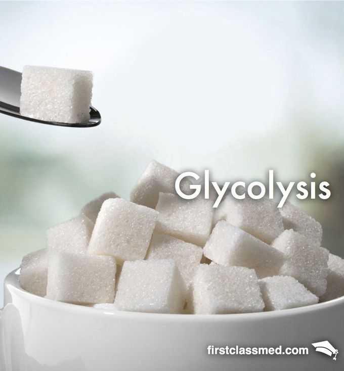 Glycolysis - Our In House Red Bull