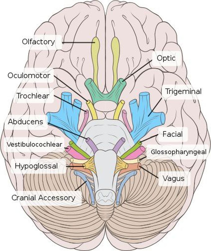 The human body and medicine