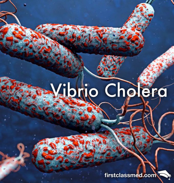 Cholera - The Killing Stool