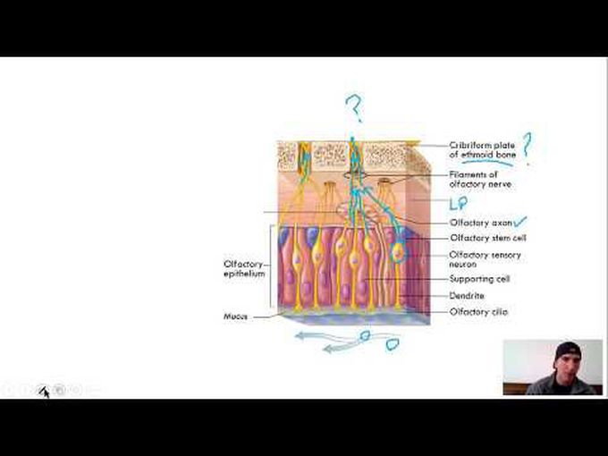 Histology- Olfactory epithelium