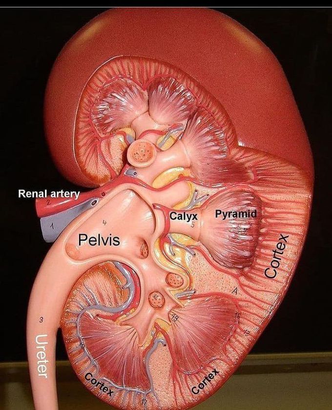Anatomy of kidney